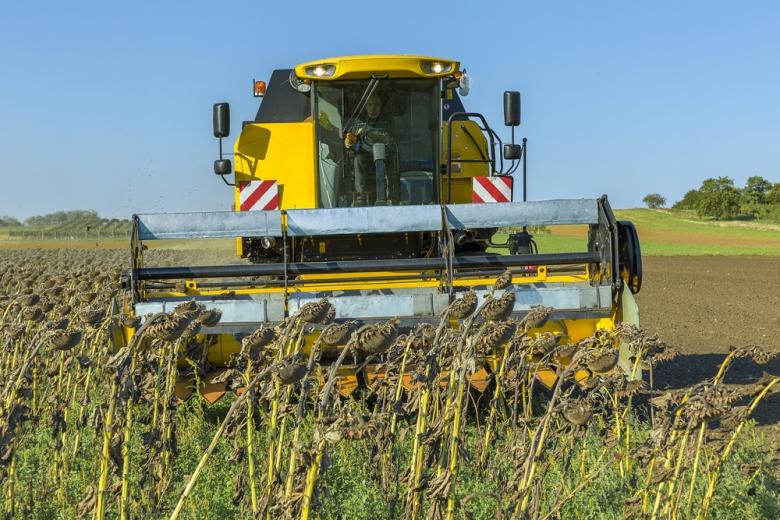 В 2023 году урожай подсолнечника на Украине может вырасти на 15%